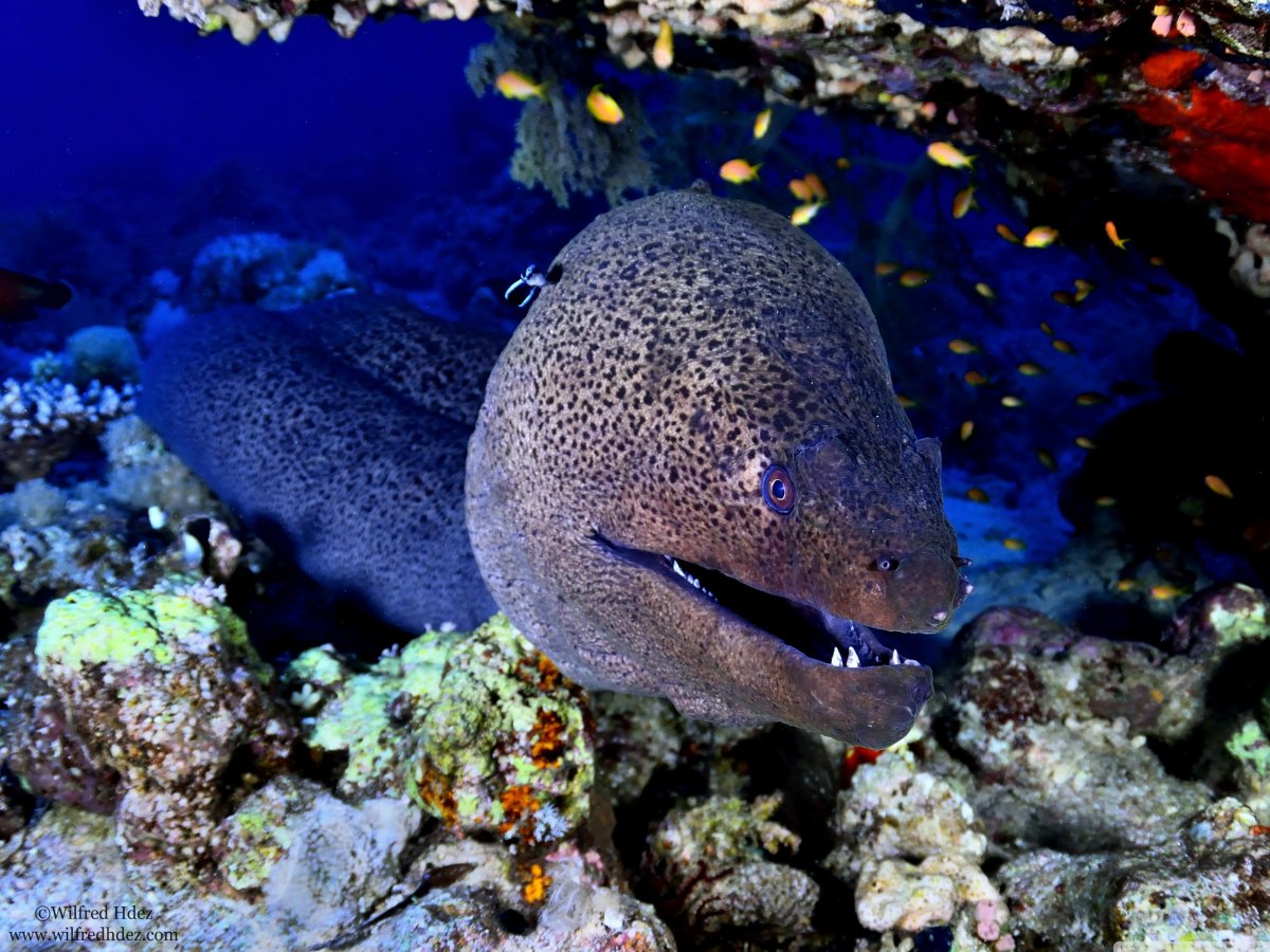 Мурена рыба