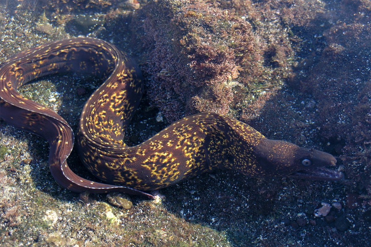 Желторотая мурена