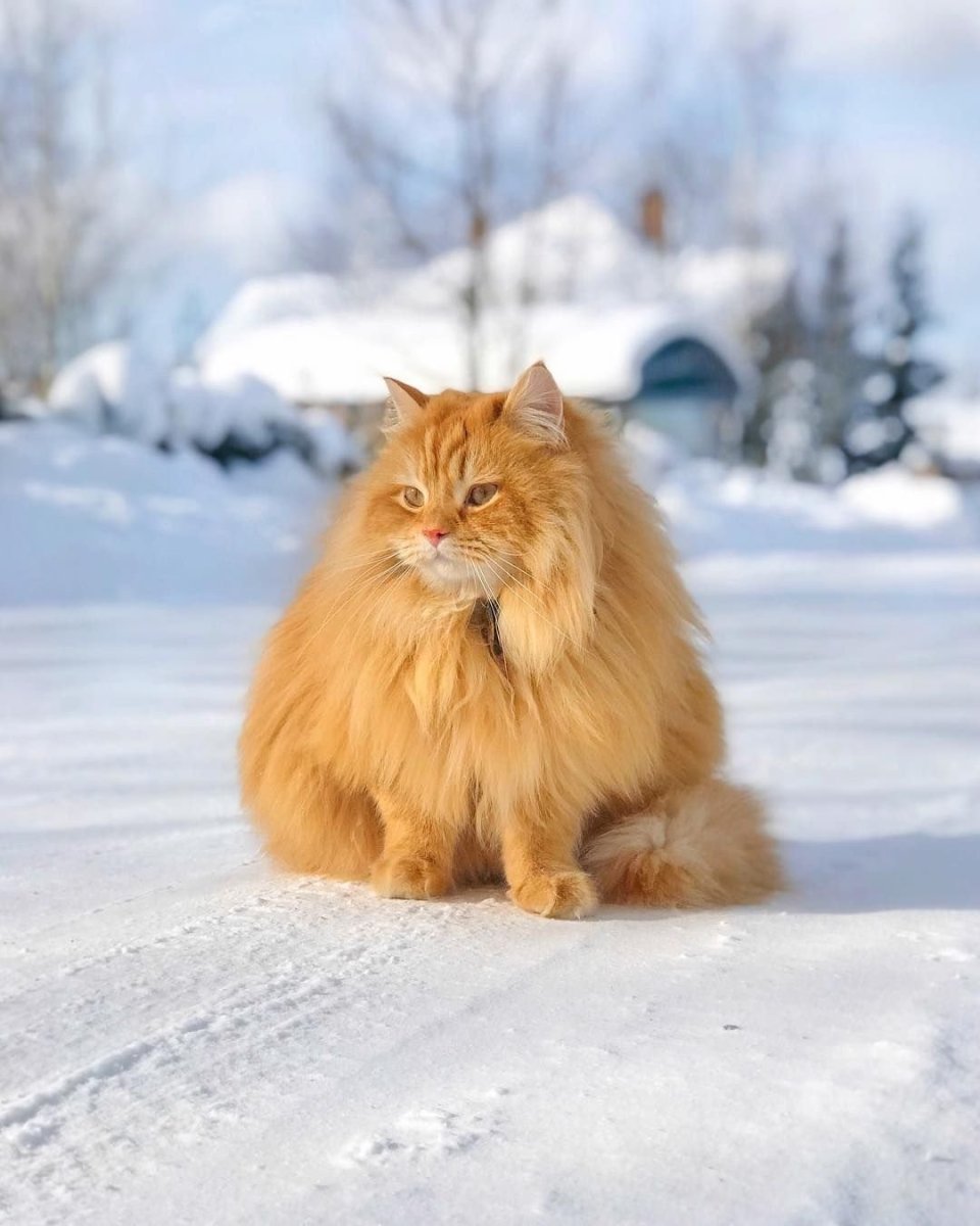 Ангорская Сибирская кошка рыжая