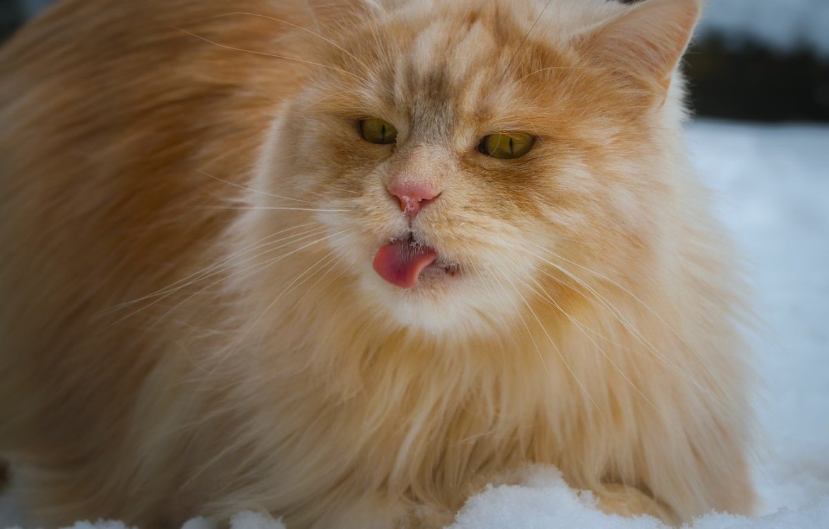 Рыжие пушистые коты