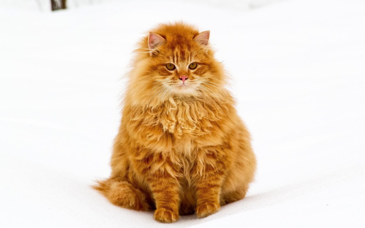 Толстый пушистый рыжий кот
