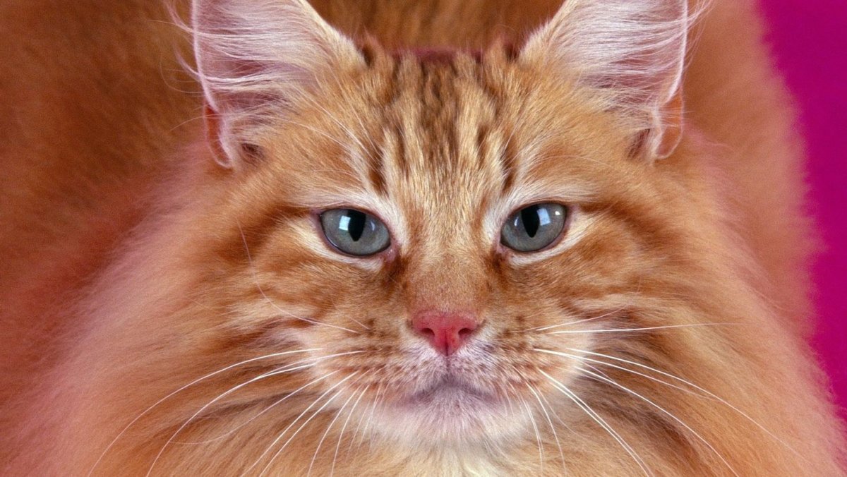 Рыжие пушистые коты порода