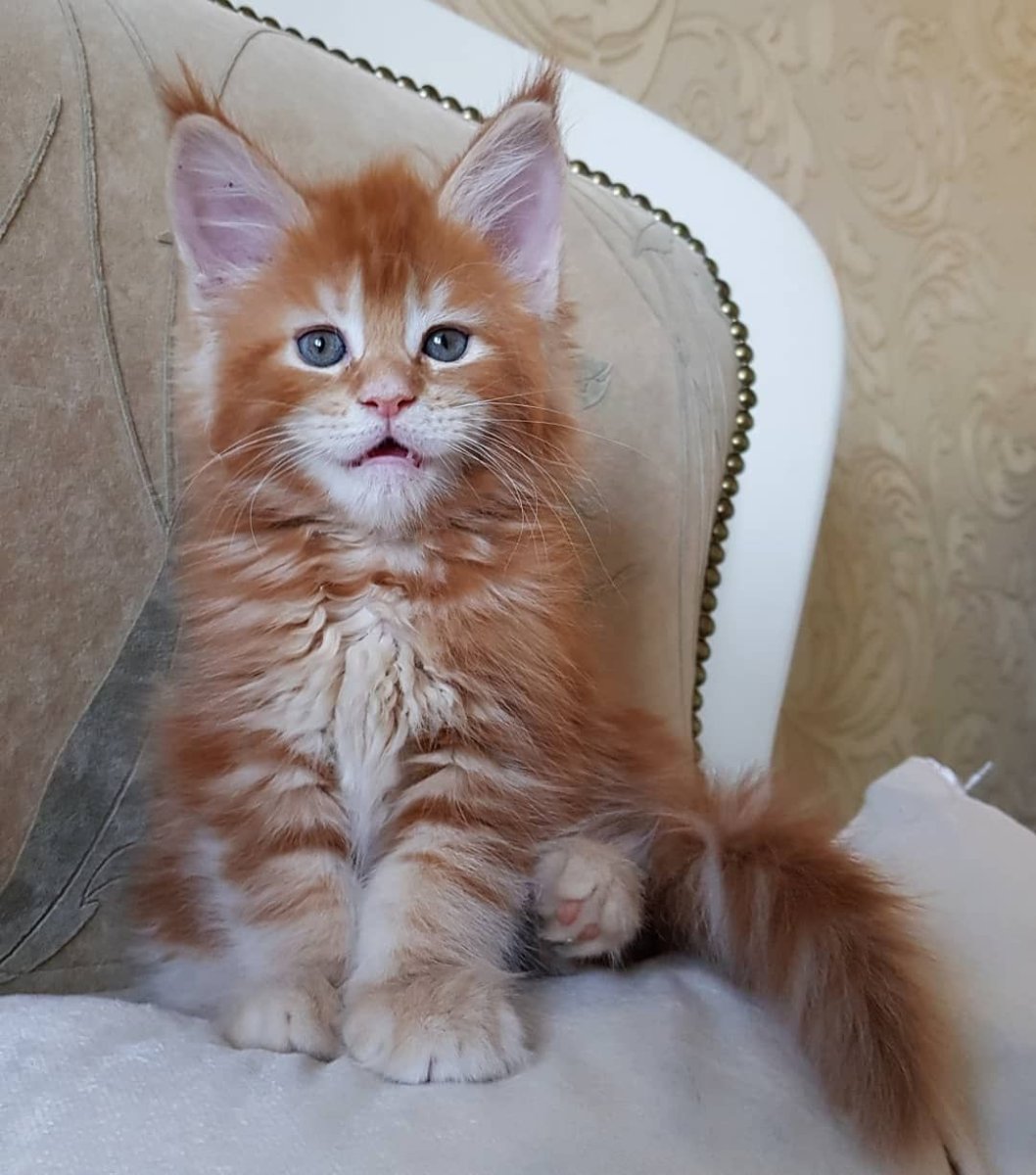 Сибирская кошка котята рыжие