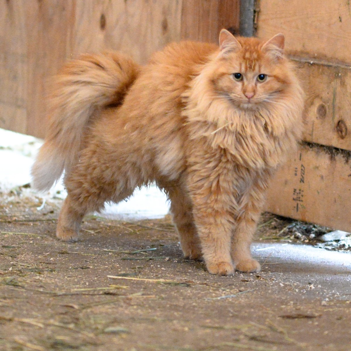 Купить рыжего норвежского лесного кота Москва