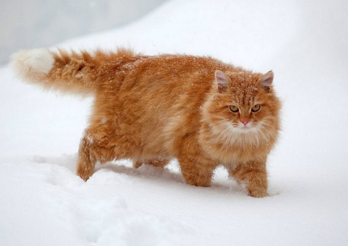 Сибирская кошка рыжая пушистый