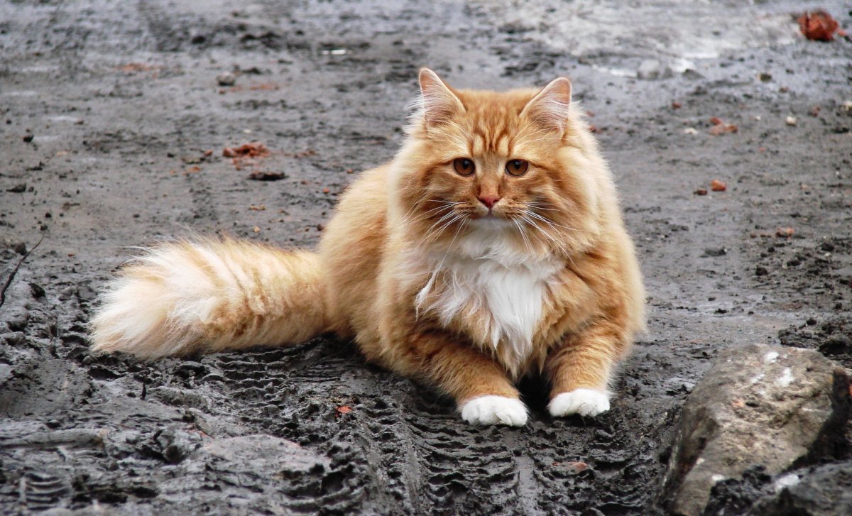 Сибирский кот рыжий