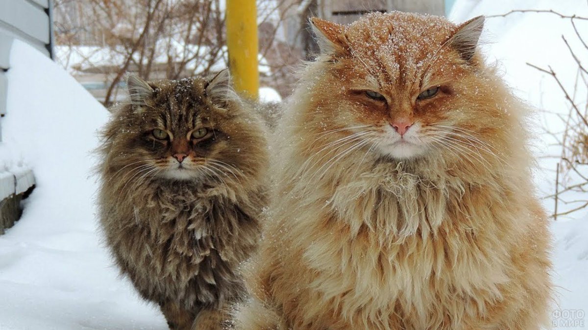 Коты Сибирская братва