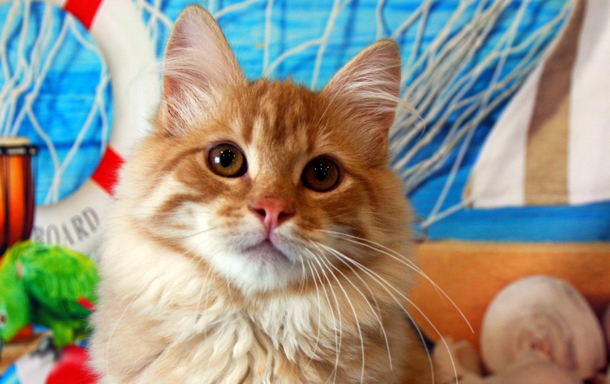 Сибирская кошка рыжая