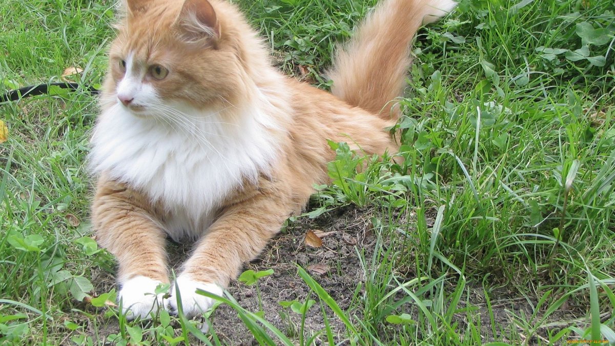 Сибирские коты рыжие