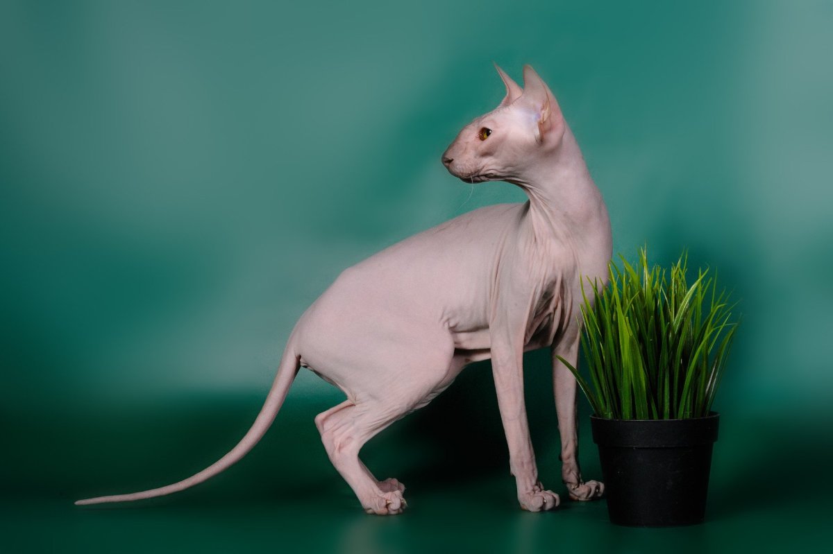 Сфинкс Петерболд