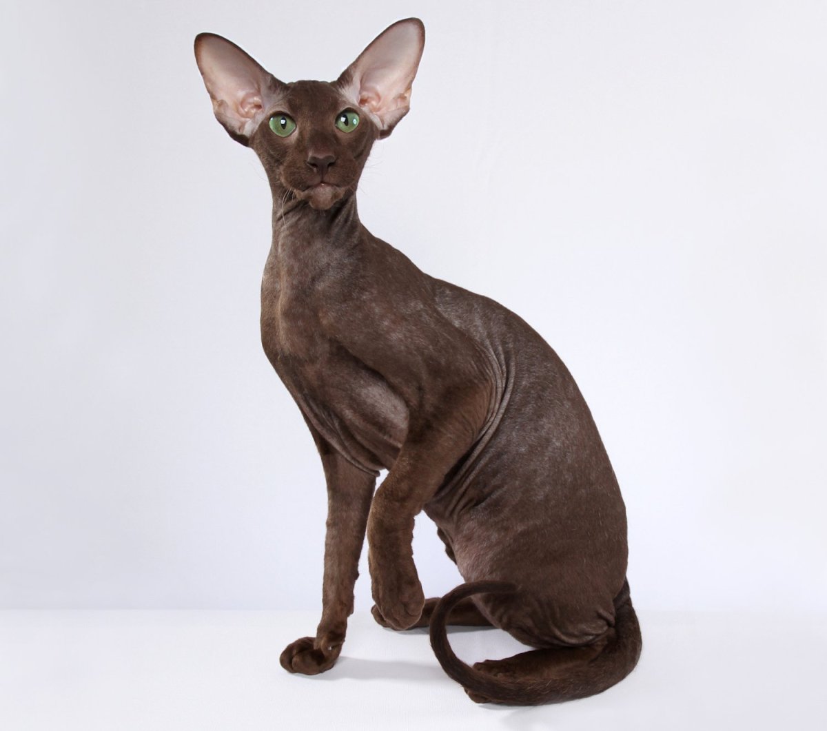 Петерболд Петербургский сфинкс