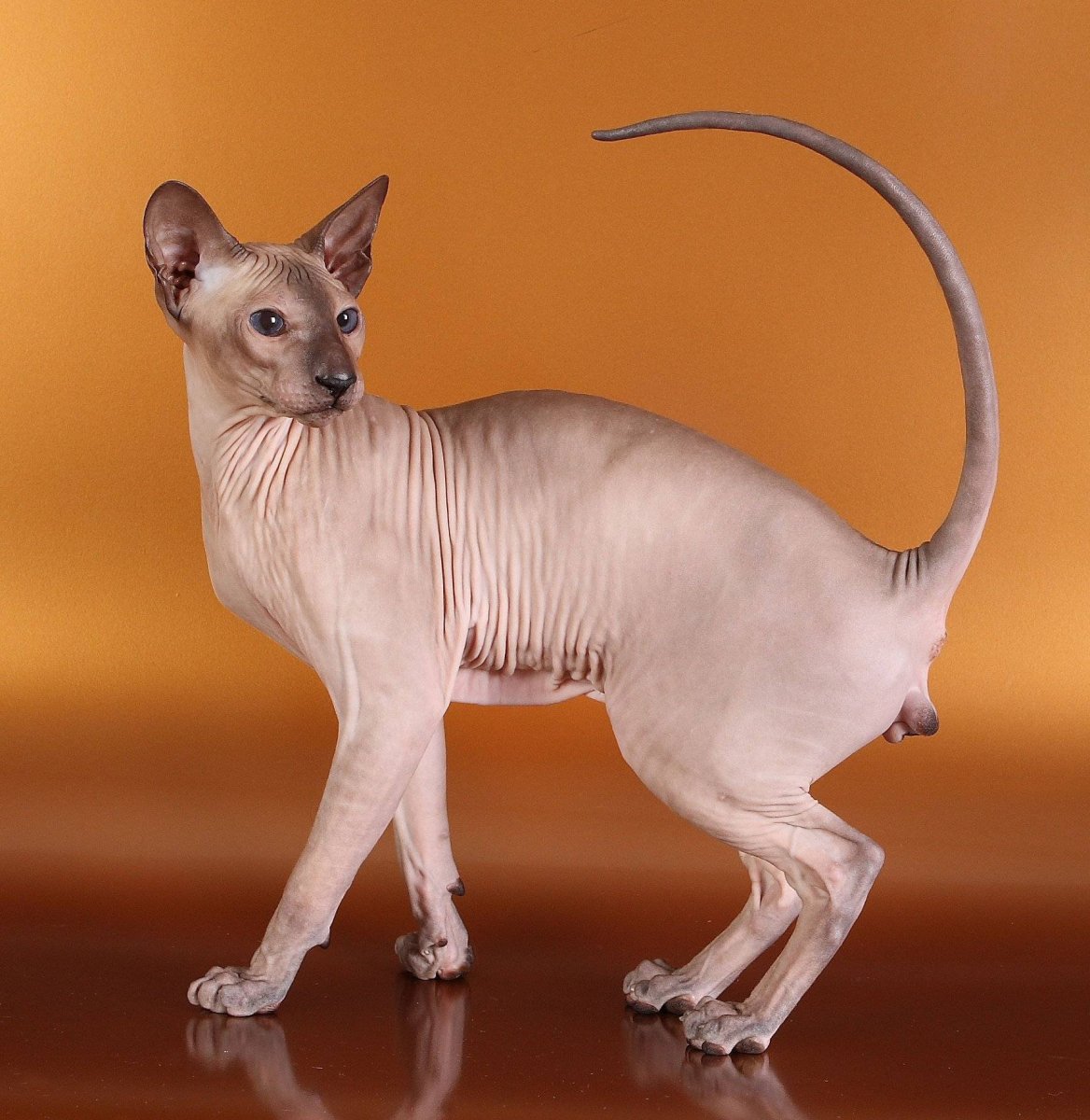 Кот породы Ориентал