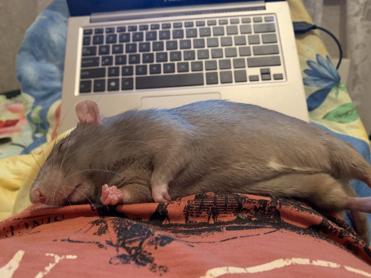 Ну ты глянь на себя крыса