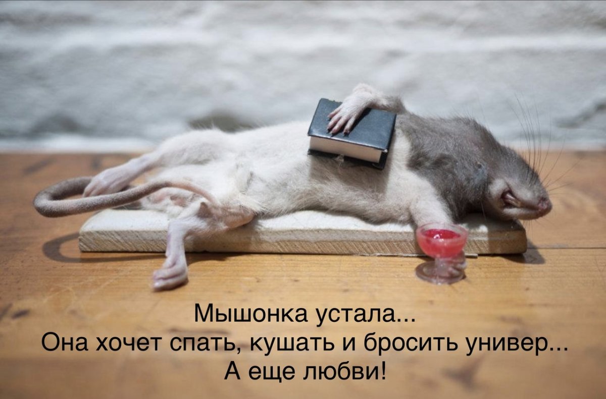 Кот обнимает мышку