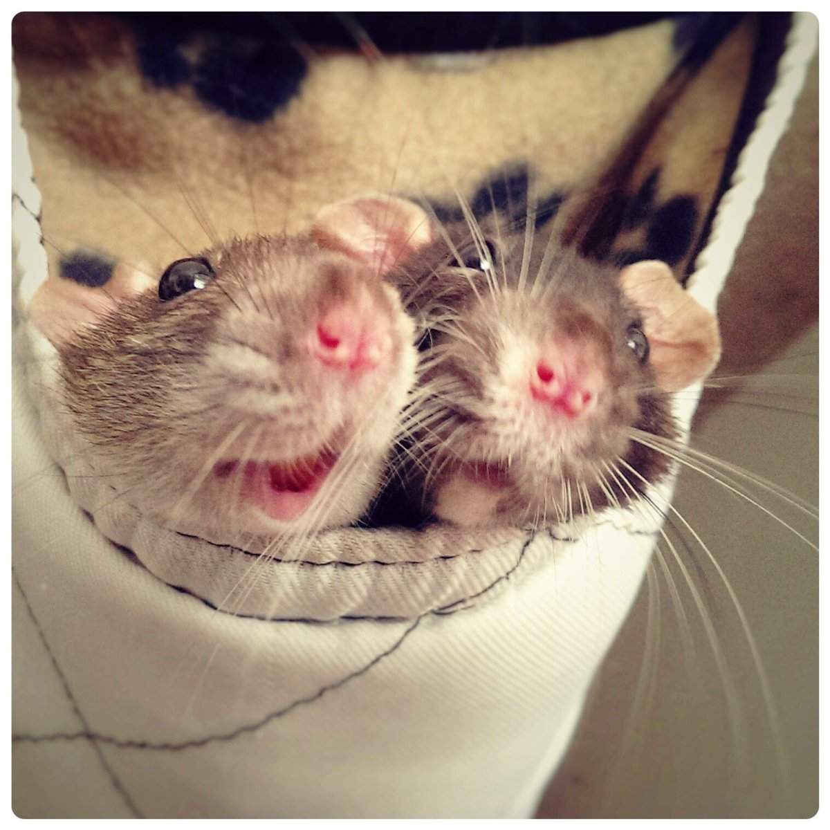 Милый мышонок спит