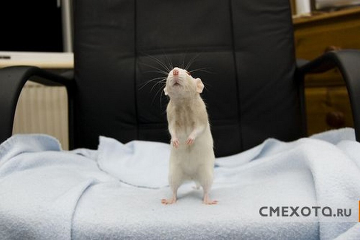 Забавные крысы