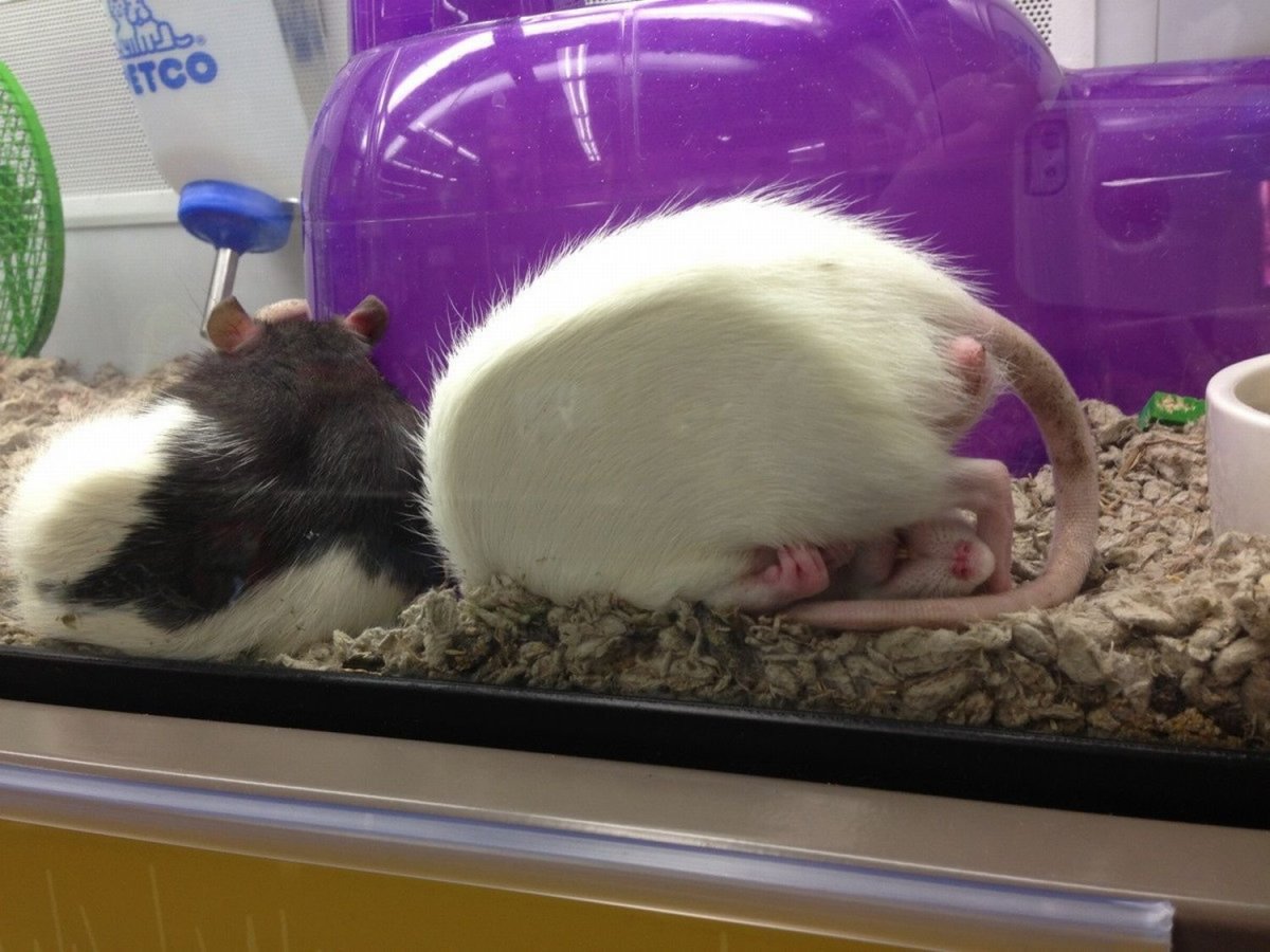 Опоссум притворяется мертвым