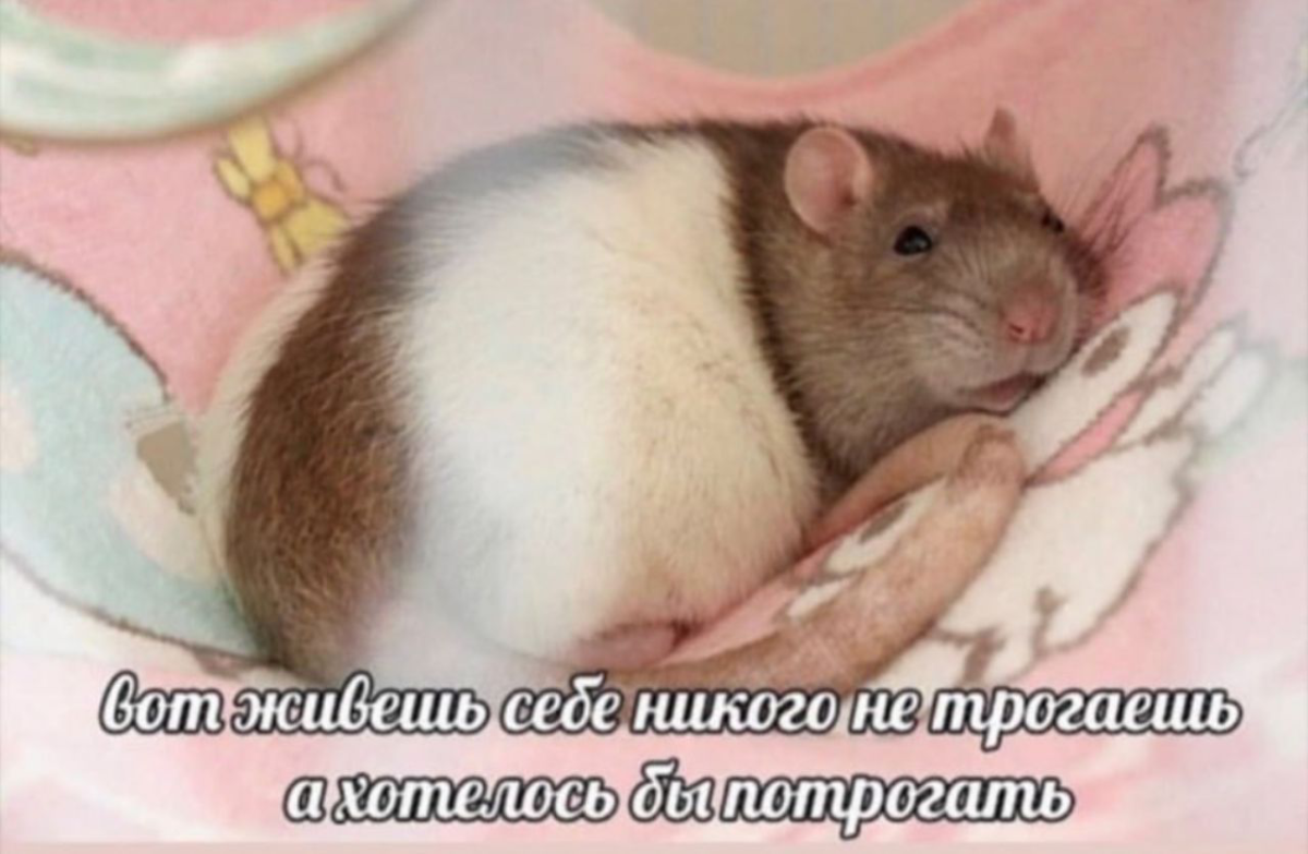 Крыса серо белая