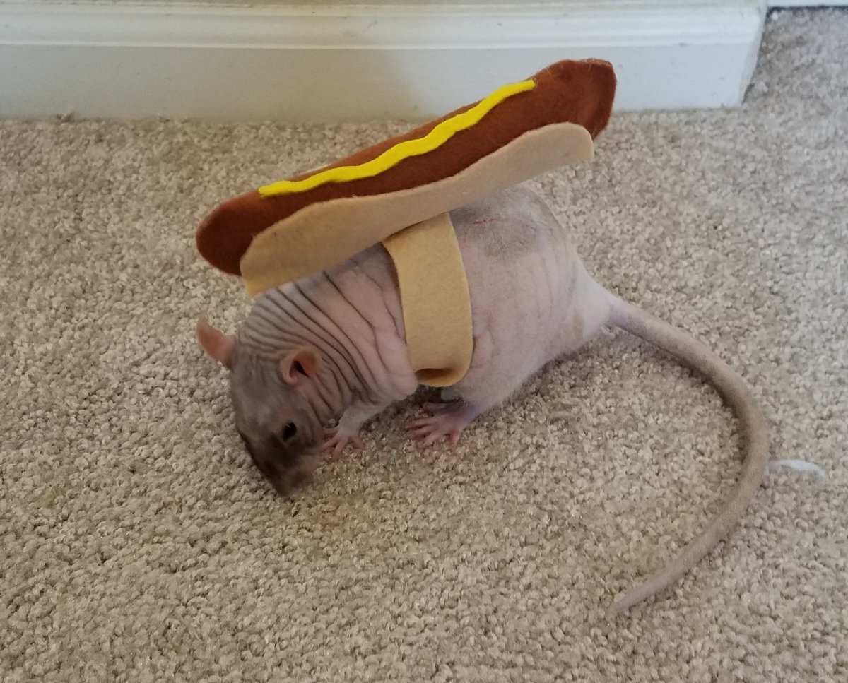 Спящие декоративные крысы