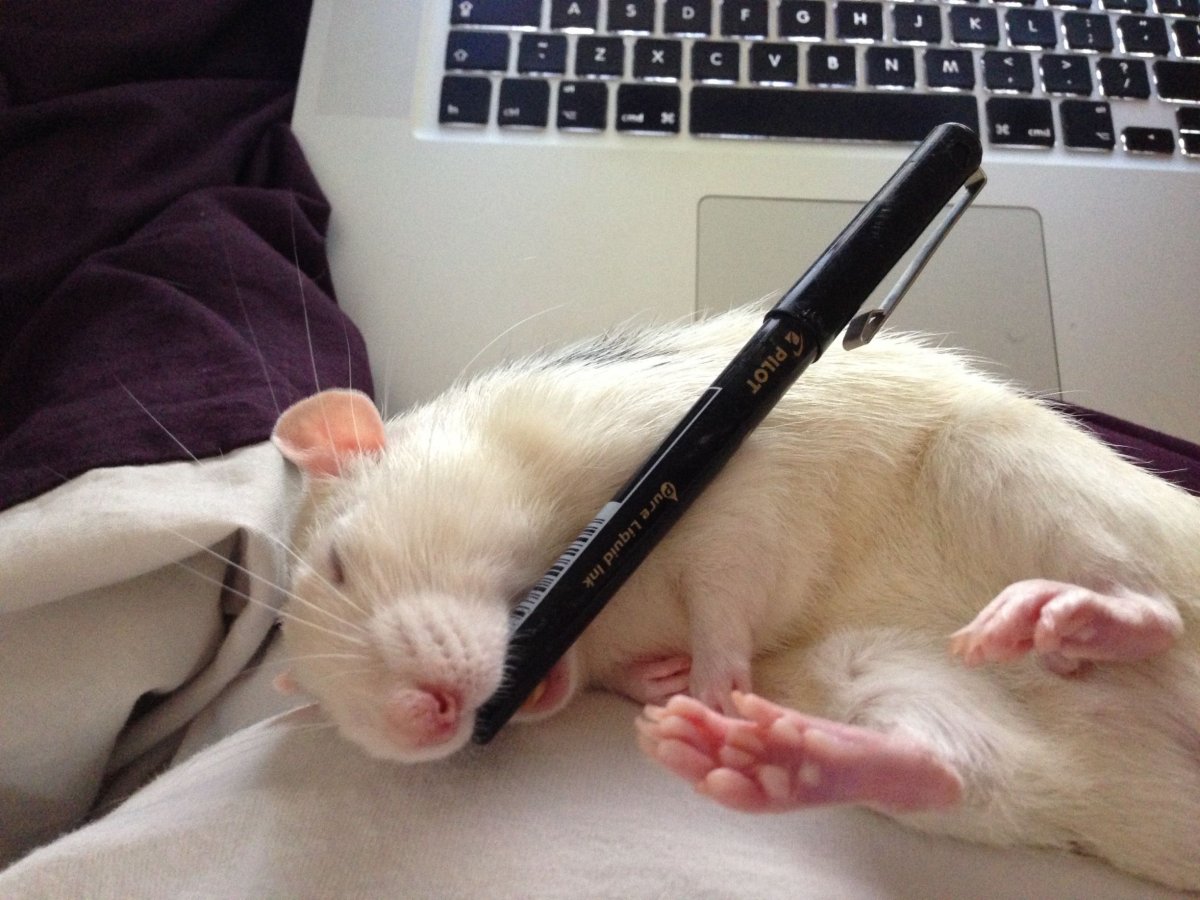 Крыса в руке