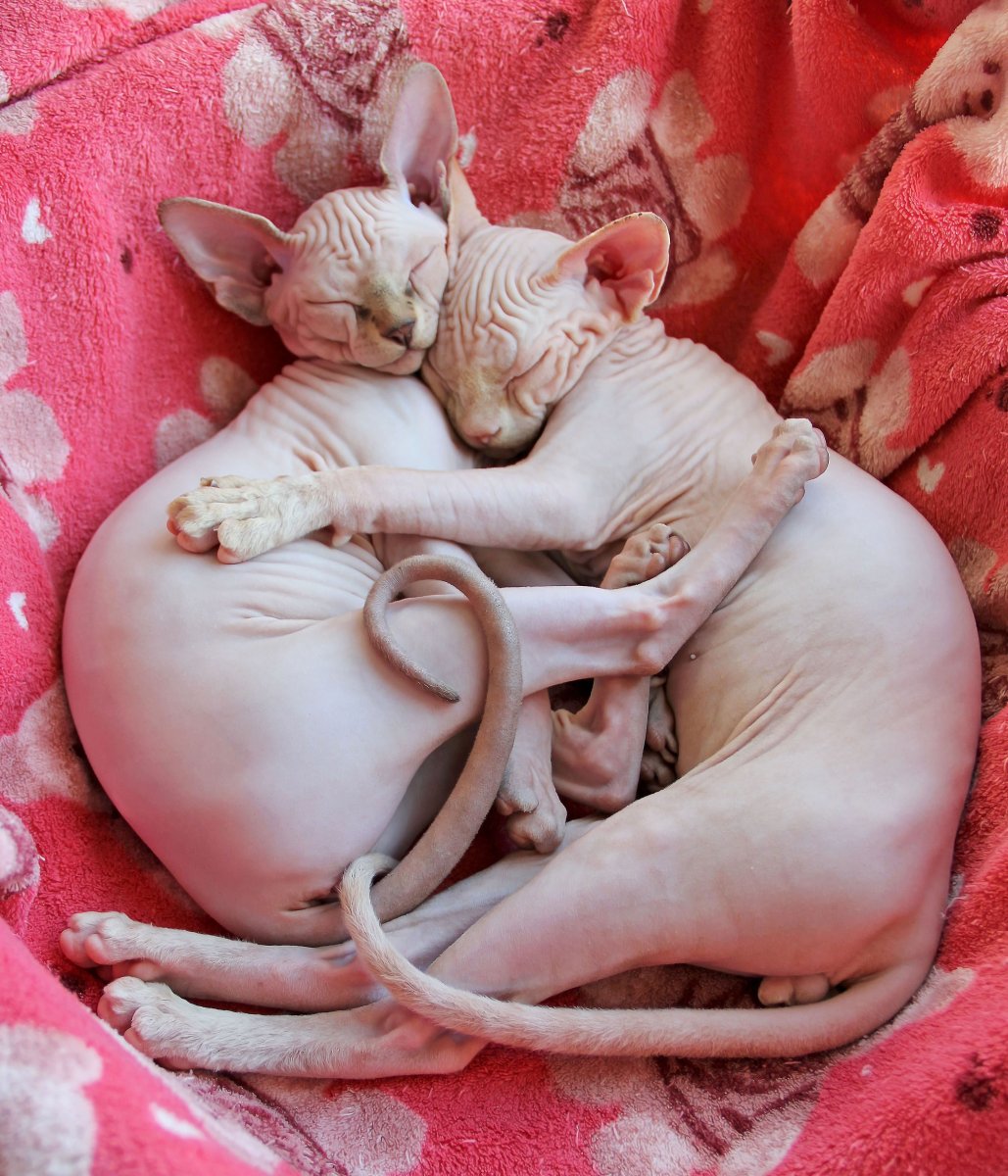 Сфинкс кошка