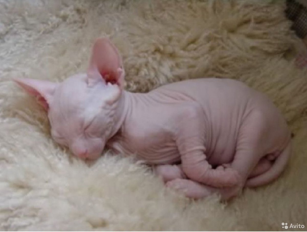 Маленьких лысых котят