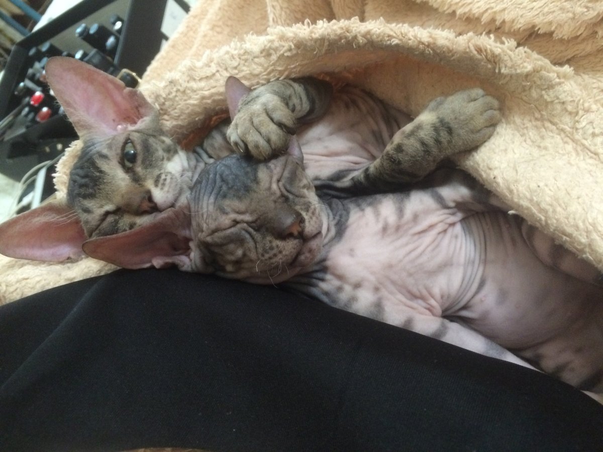 Пол новорожденных котят сфинксов