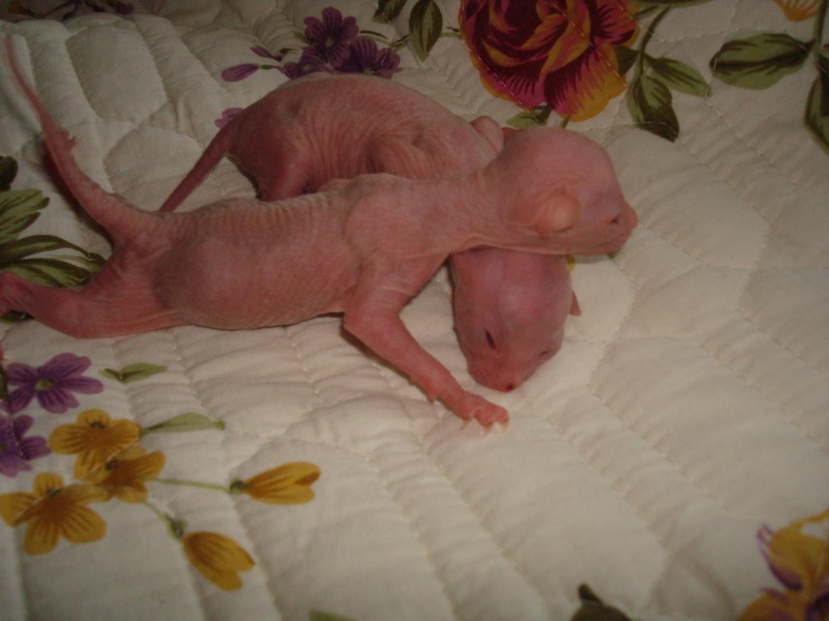 Донской сфинкс Новорожденные котята