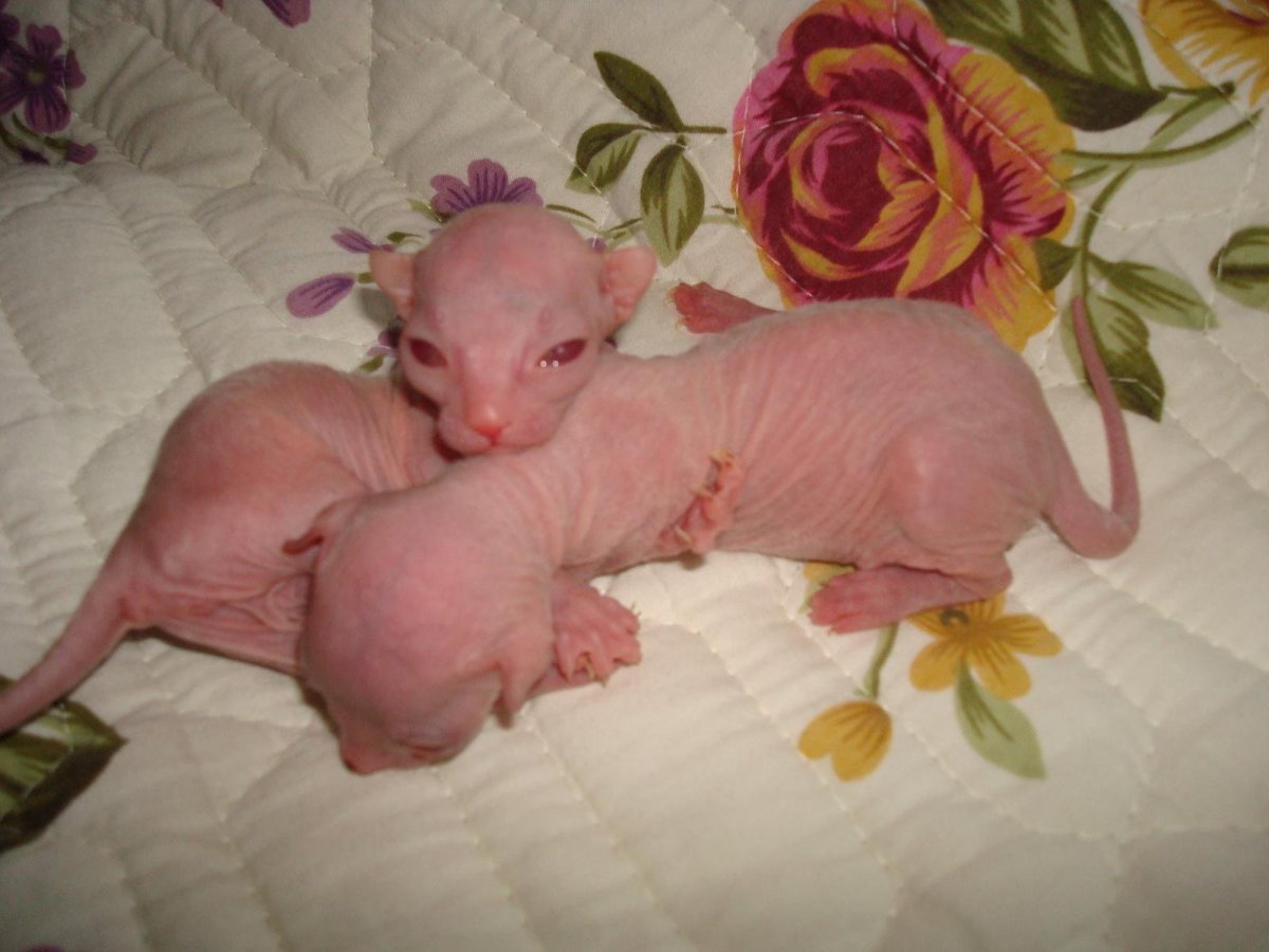 Донской сфинкс Новорожденные котята