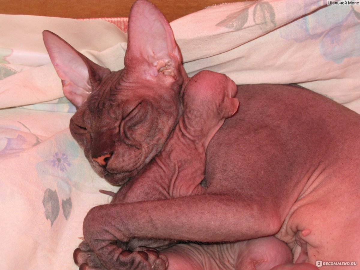 Лысые кошки много