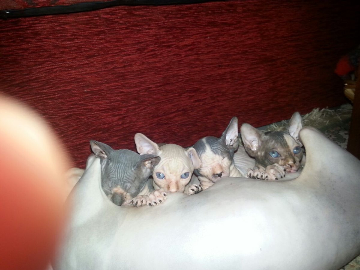 Новорожденный котенок сфинкса