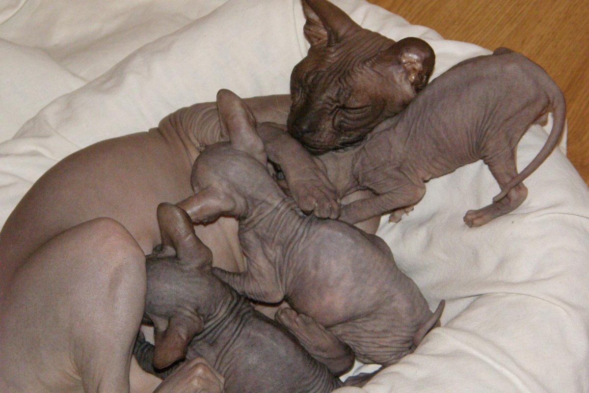 Котята сфинкса с мамой