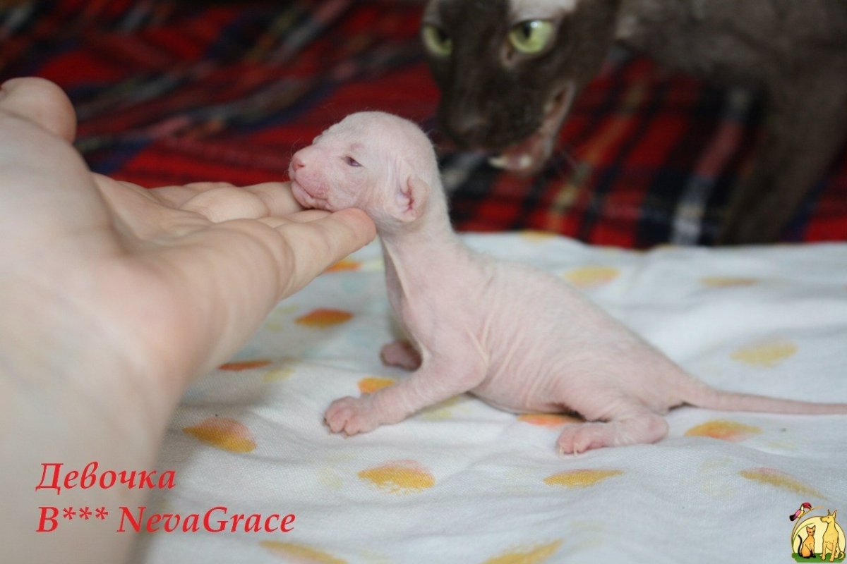 Только родившиеся котята сфинксы