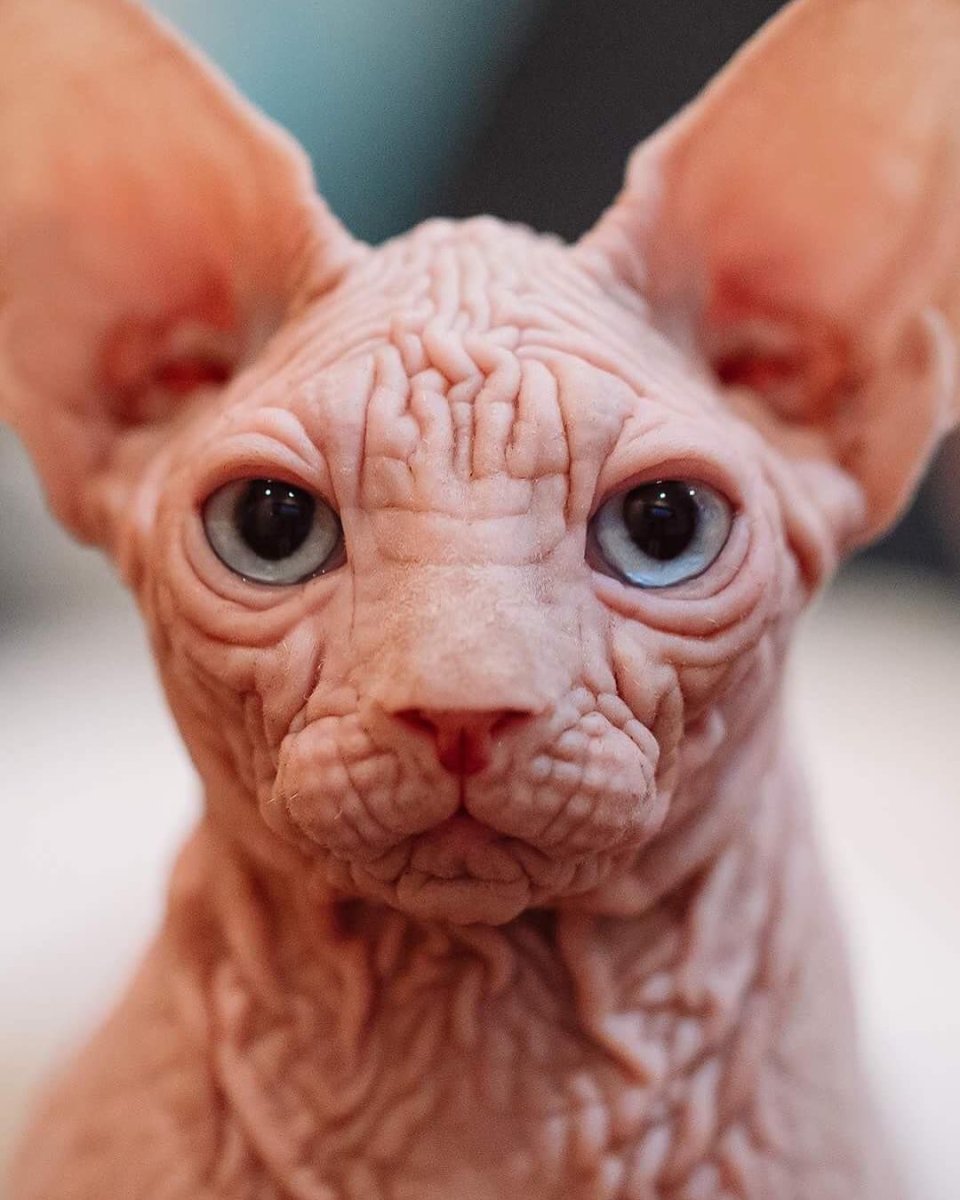 Добби сфинкс