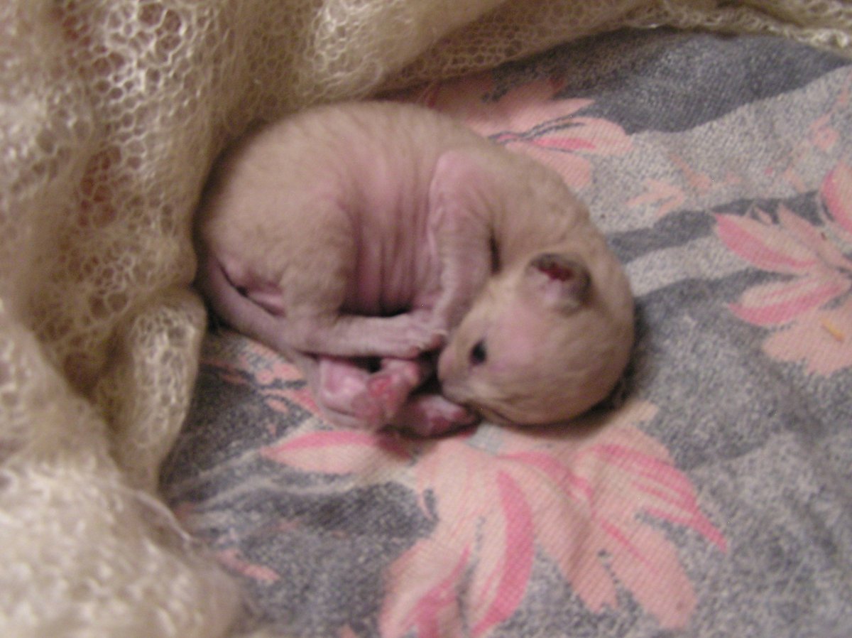 Новорожденные котята совсем лысые