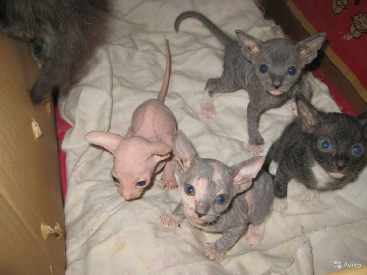 Новорожденные котята сфинкса браш