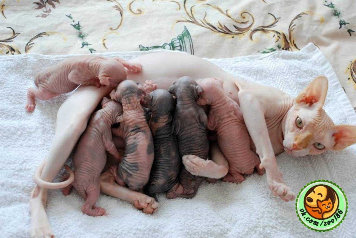 Новорожденные котята сфинкса