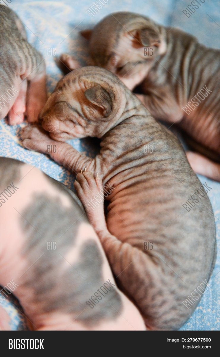 Новорожденный котенок канадского сфинкса