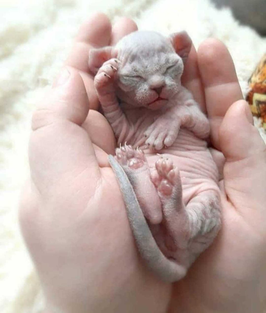 Новорождённые котята британцы