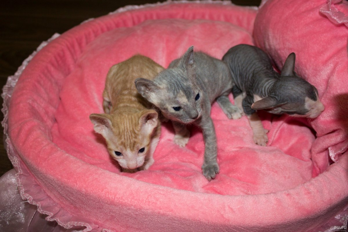 Донской сфинкс Новорожденные котята