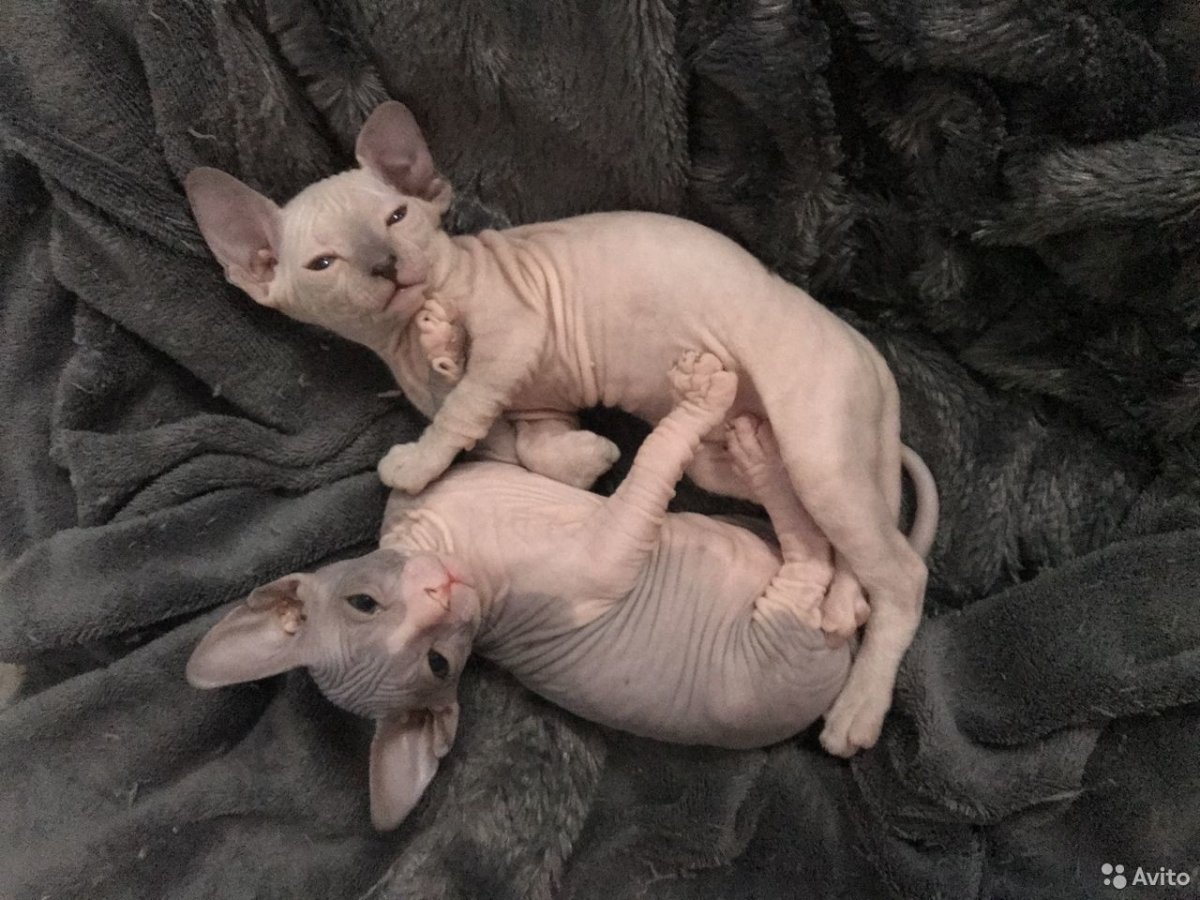 Донской сфинкс купить в Новосибирске