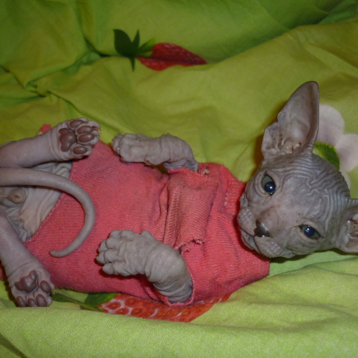 Силиконовый новорожденный сфинкса СПБ