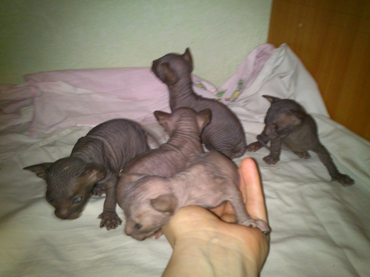 Новорожденные котята Донского сфинкса