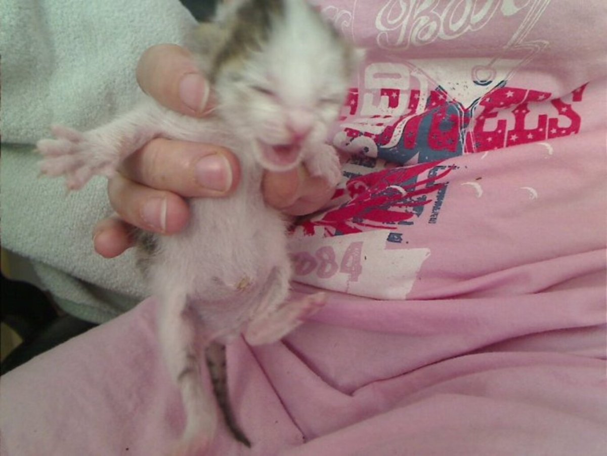 Канадский сфинкс лапы