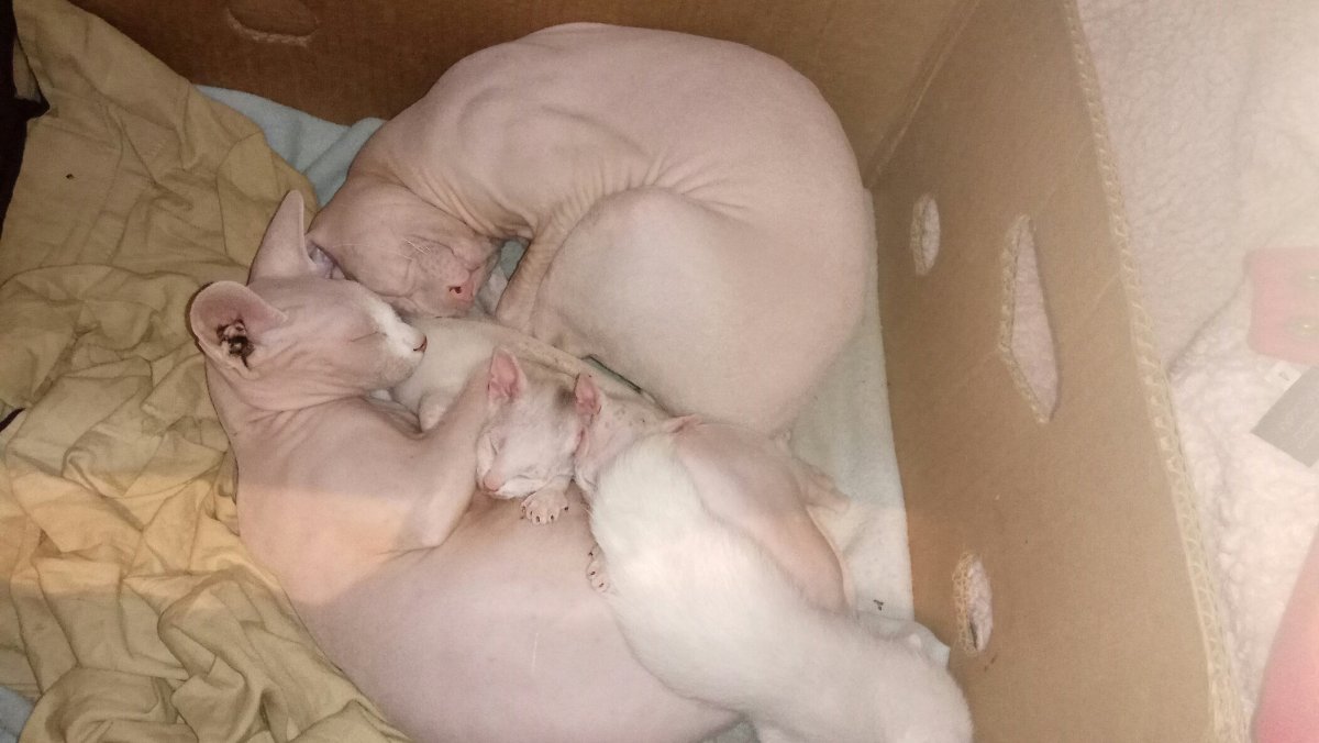 Новорожденные котята сфинкса