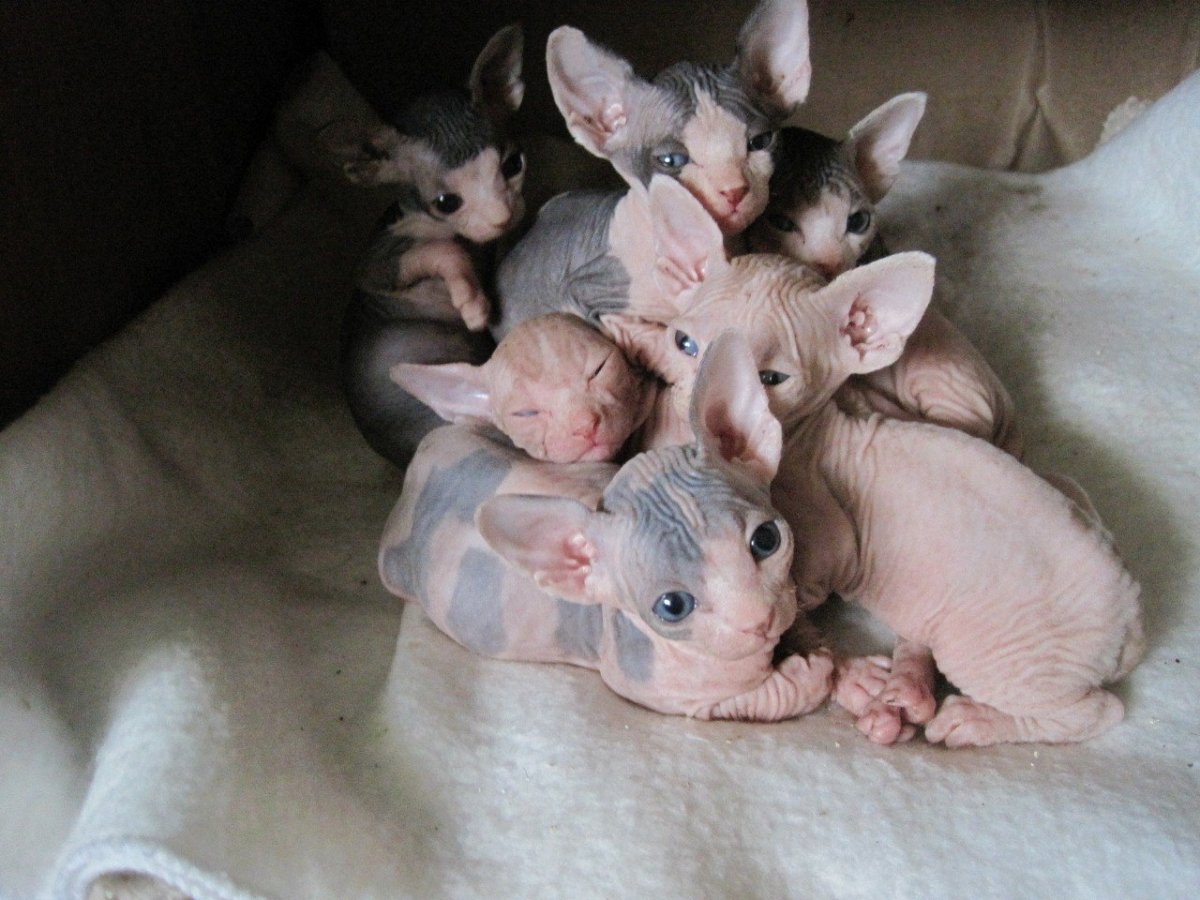 Как домашние животные ухаживают за потомством сфинксы