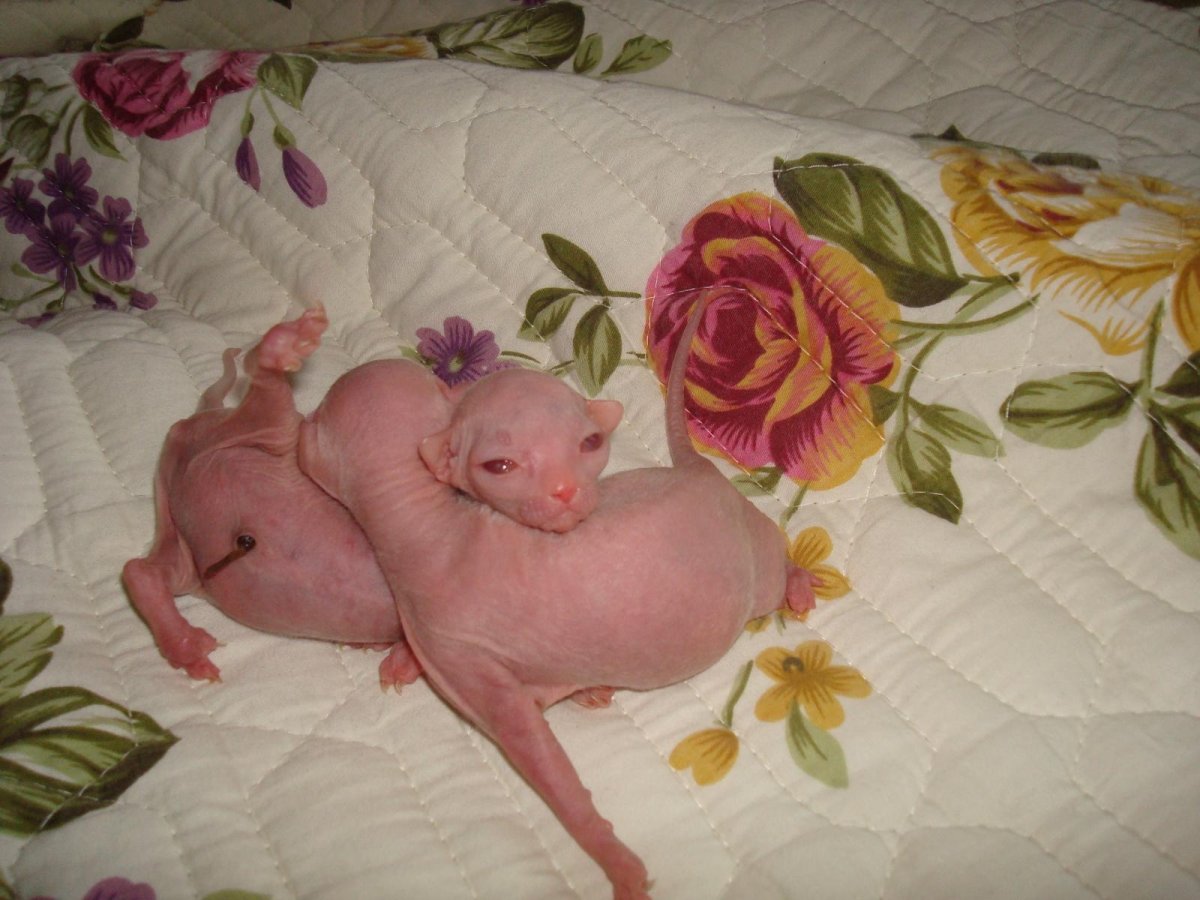 Новорождённые котята канадского сфинкса