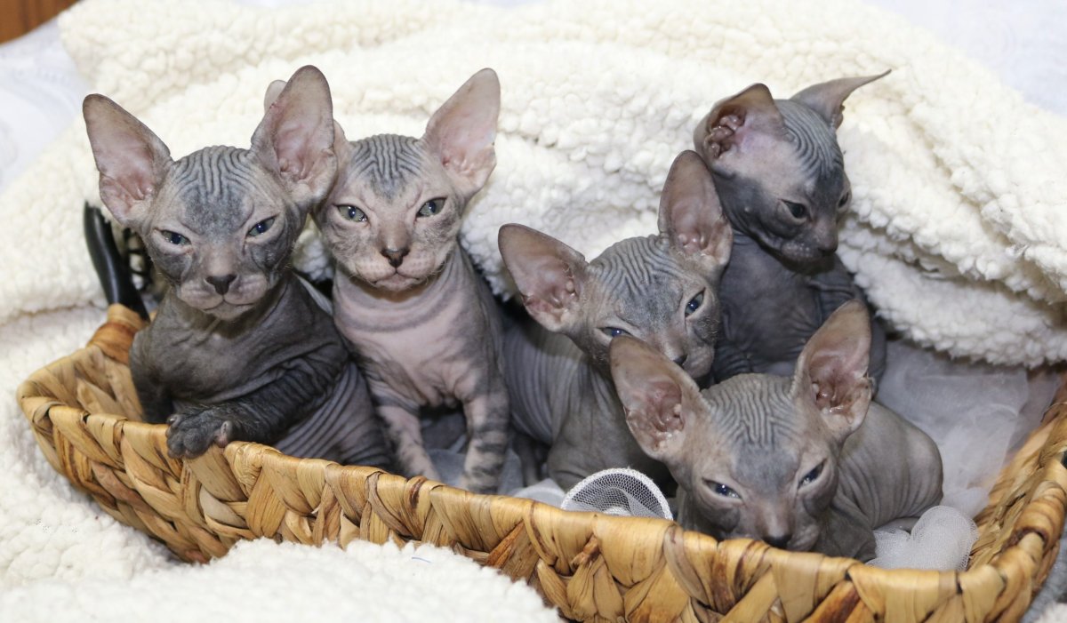 Котята породы Донской сфинкс