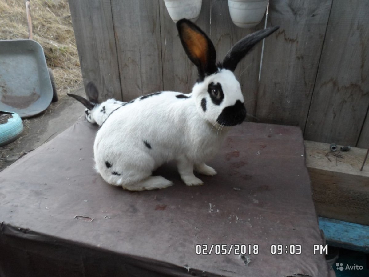 Строкачи крольчатам 20 дней