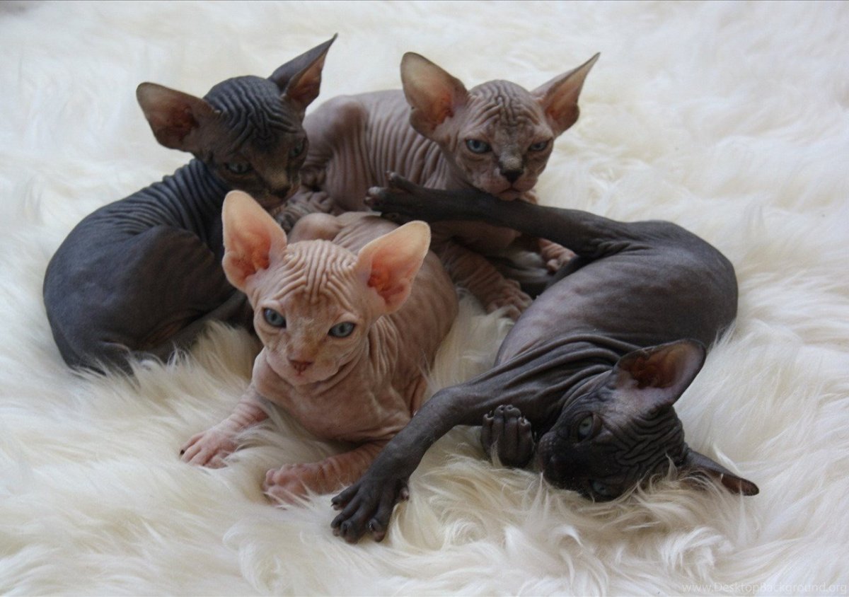Котята сфинксов Севастополь от заводчика
